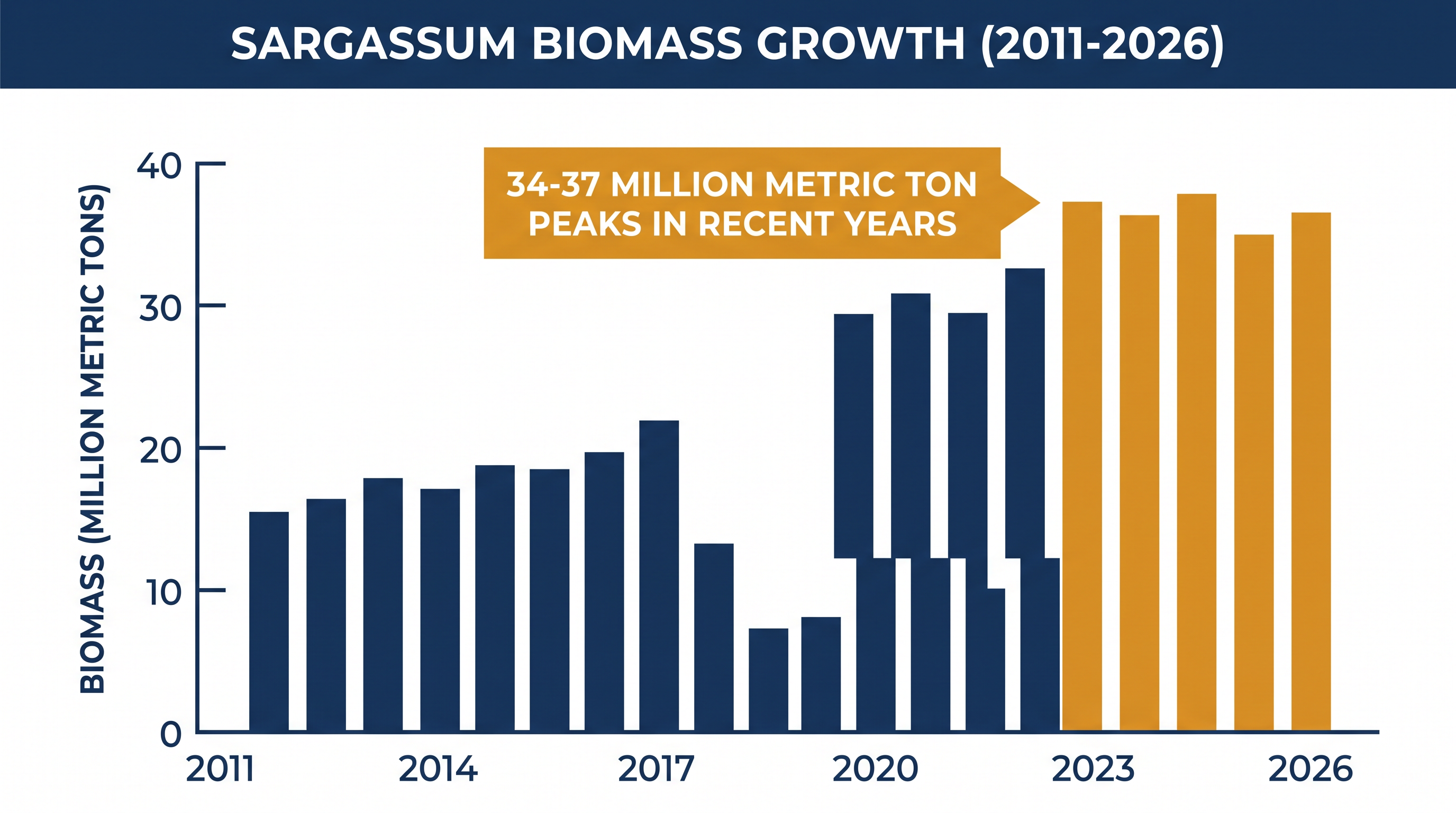 Sargassum biomass has surged over the past decade, reaching record highs in recent summers.