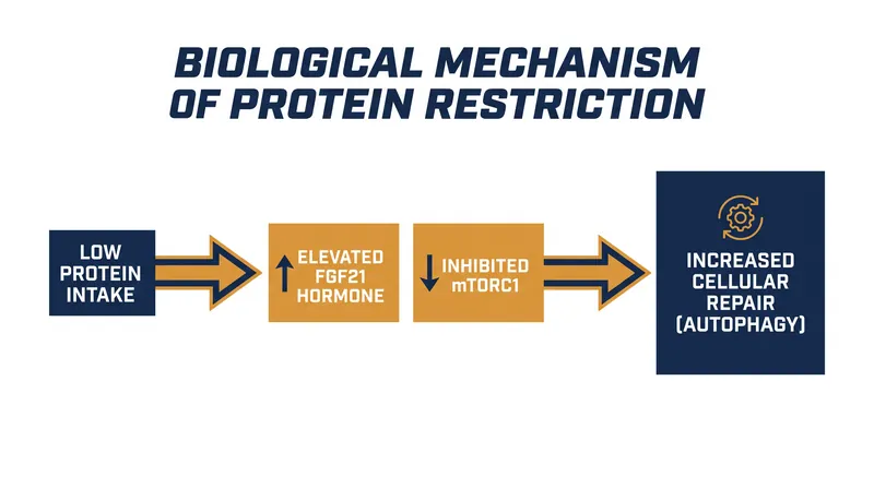 How restricting protein intake shifts the body from a state of constant growth to one of cellular repair and maintenance.