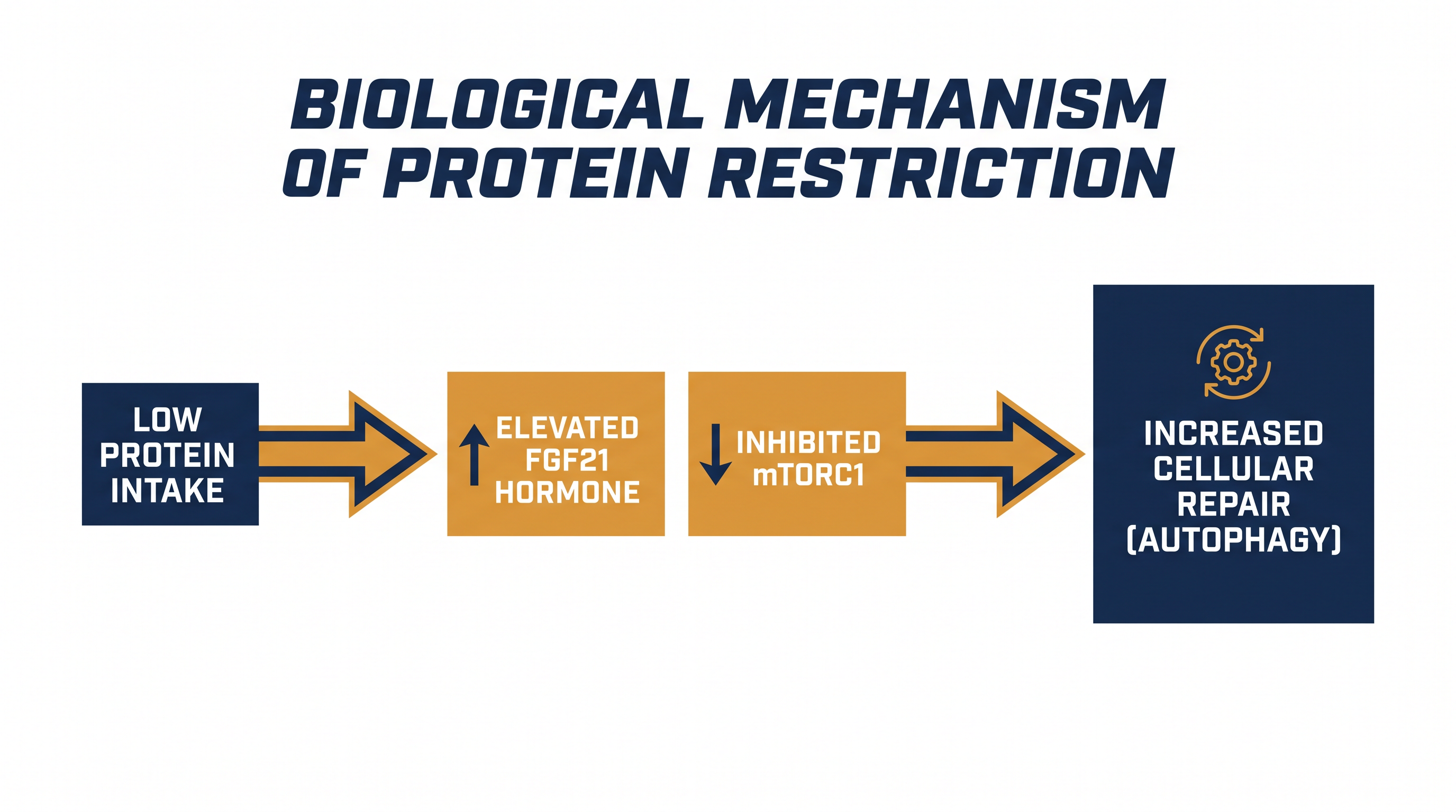How restricting protein intake shifts the body from a state of constant growth to one of cellular repair and maintenance.