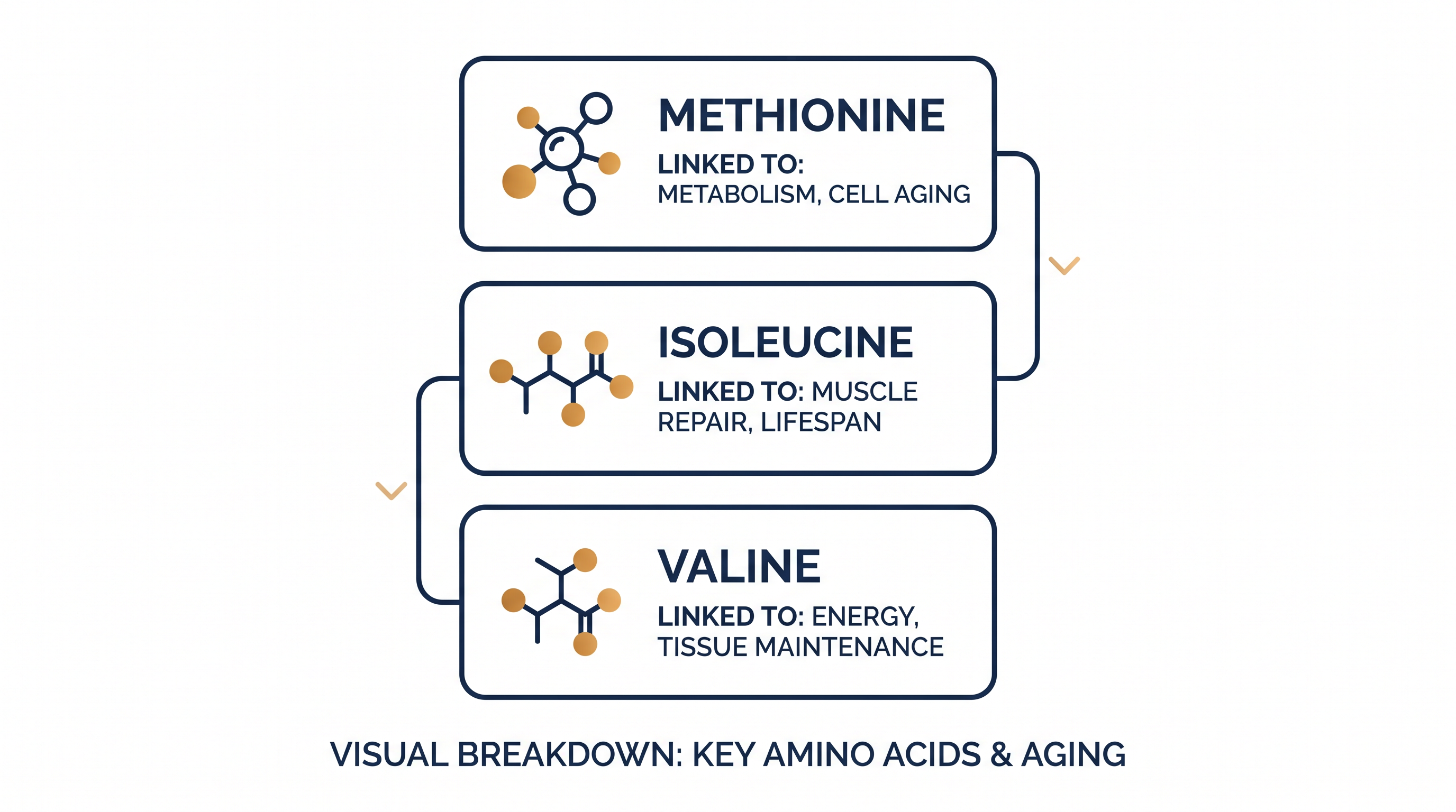 The review identified three specific essential amino acids that act as primary drivers of growth signaling and metabolic aging.
