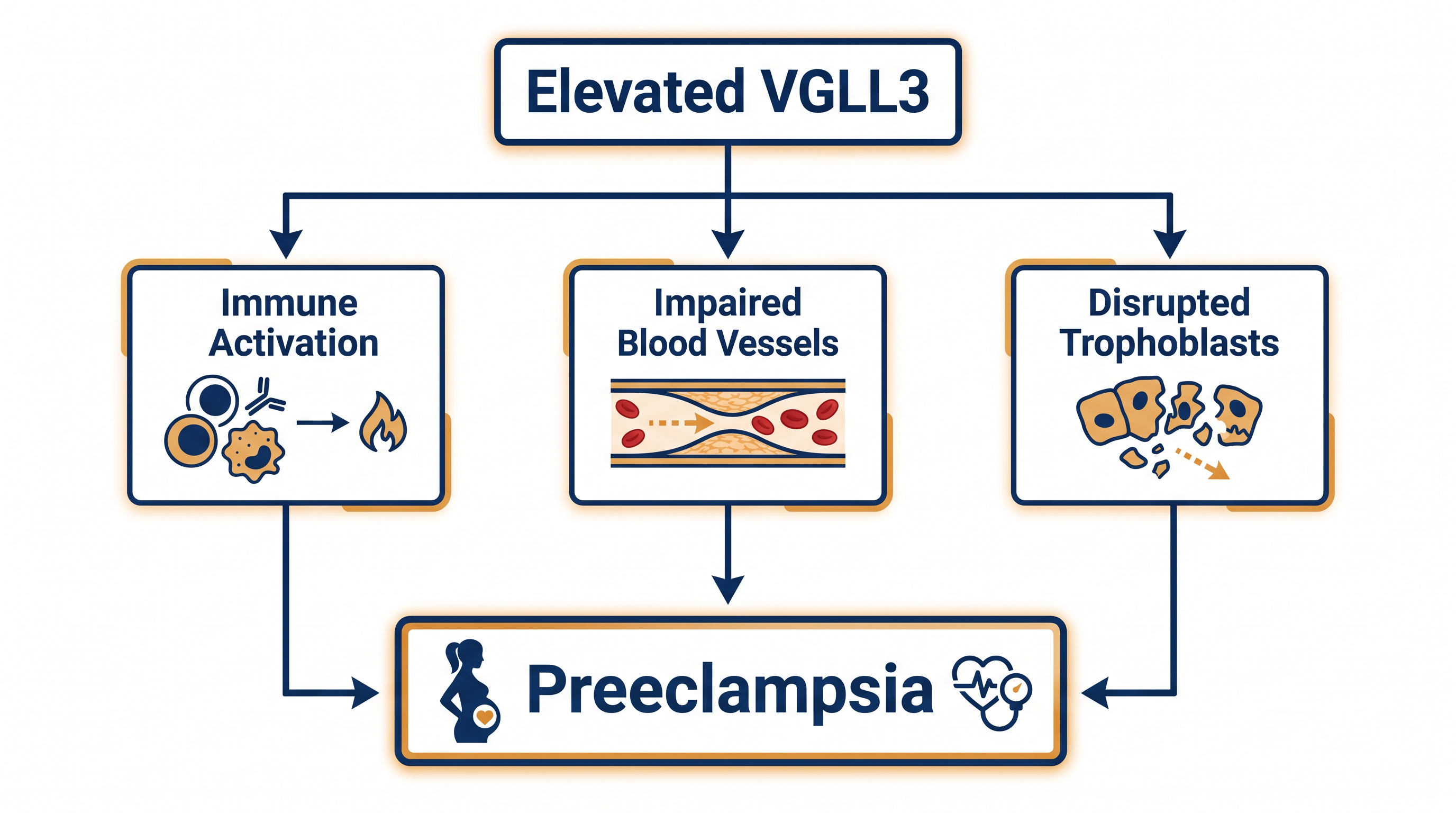 How the over-expression of the VGLL3 gene triggers the cascading symptoms of preeclampsia.
