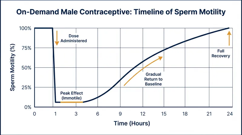 Preclinical models suggest that metabolic inhibitors can temporarily suppress sperm motility, with full recovery within 24 hours.