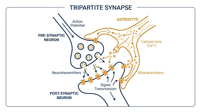The tripartite synapse: Astrocytes wrap around neuronal junctions, detecting neurotransmitters and releasing their own chemical signals to modulate the connection.