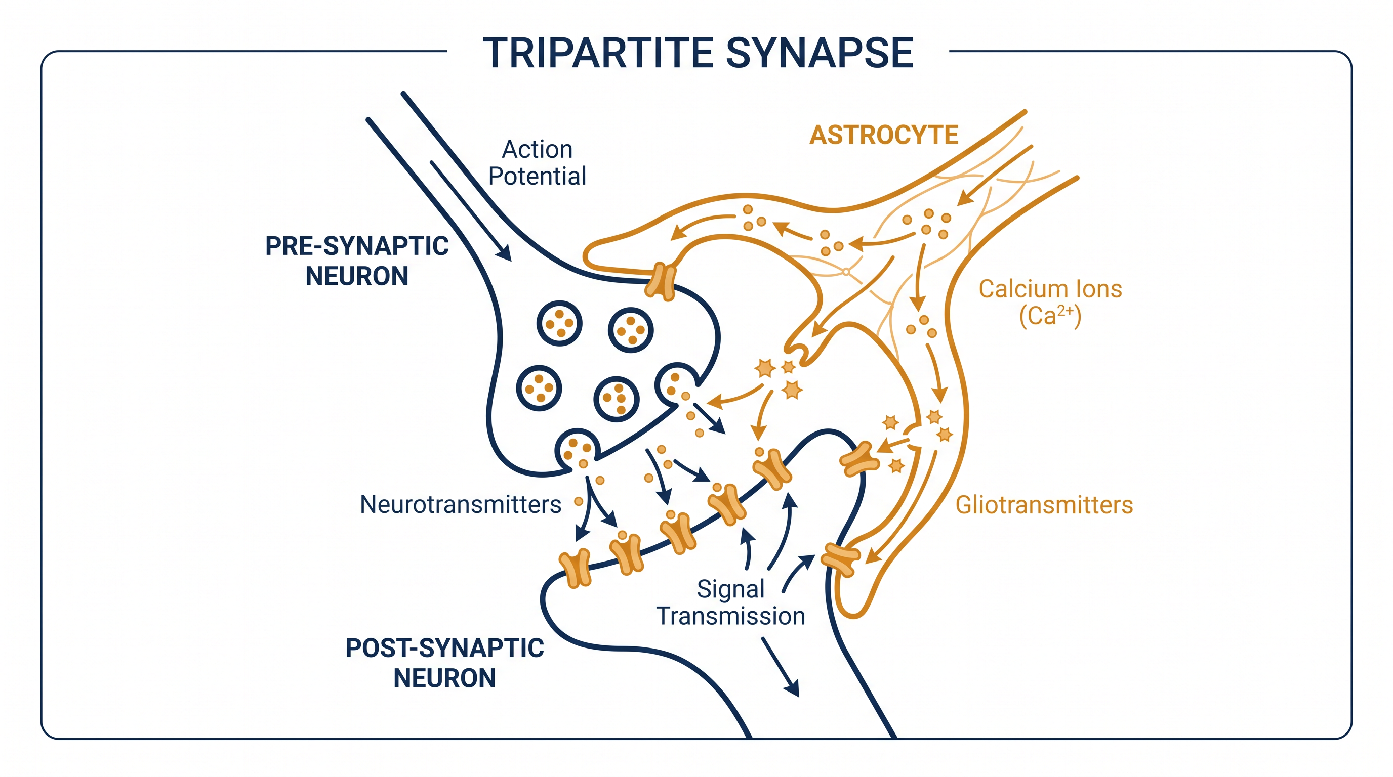 The tripartite synapse: Astrocytes wrap around neuronal junctions, detecting neurotransmitters and releasing their own chemical signals to modulate the connection.