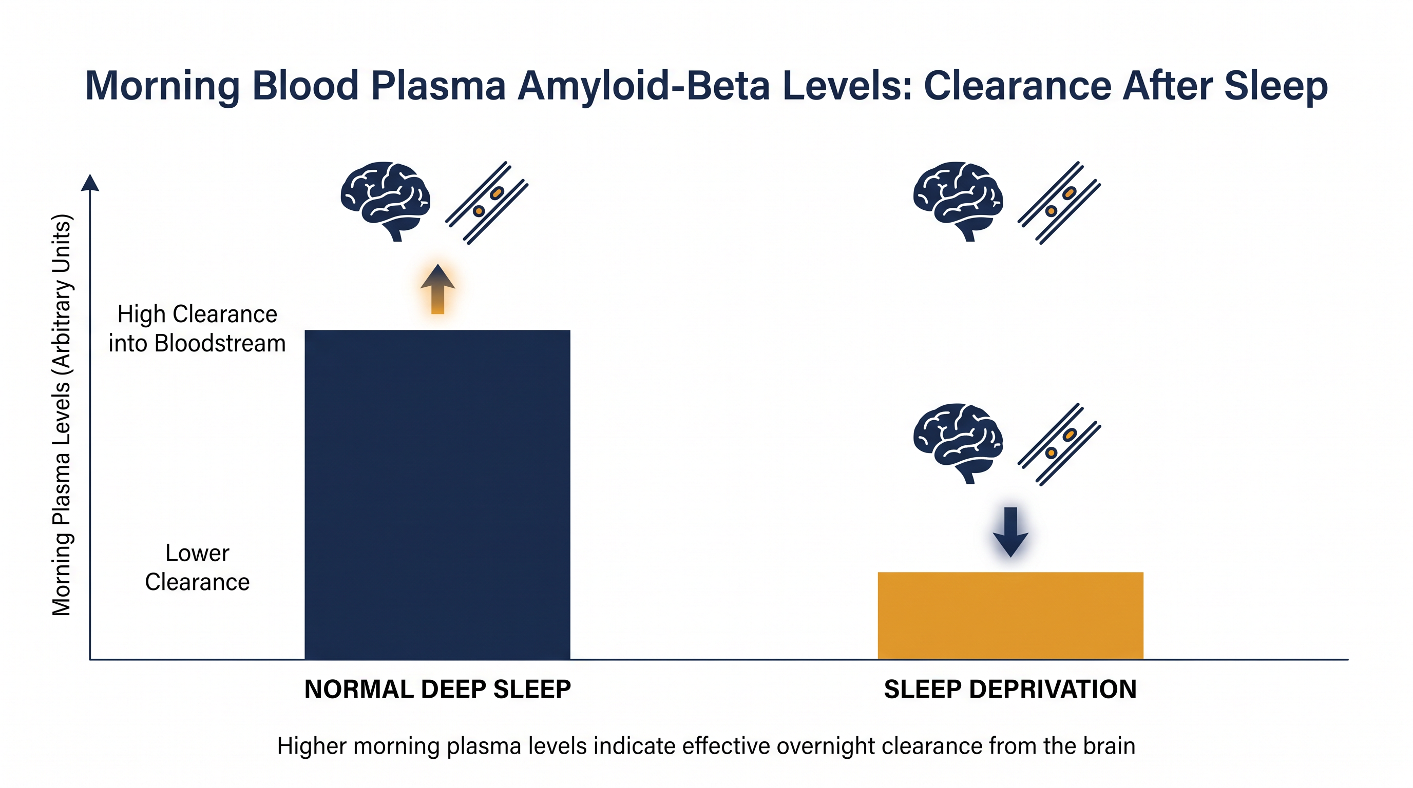 Recent human trials show that normal sleep significantly increases the clearance of toxic proteins into the bloodstream compared to sleep deprivation.