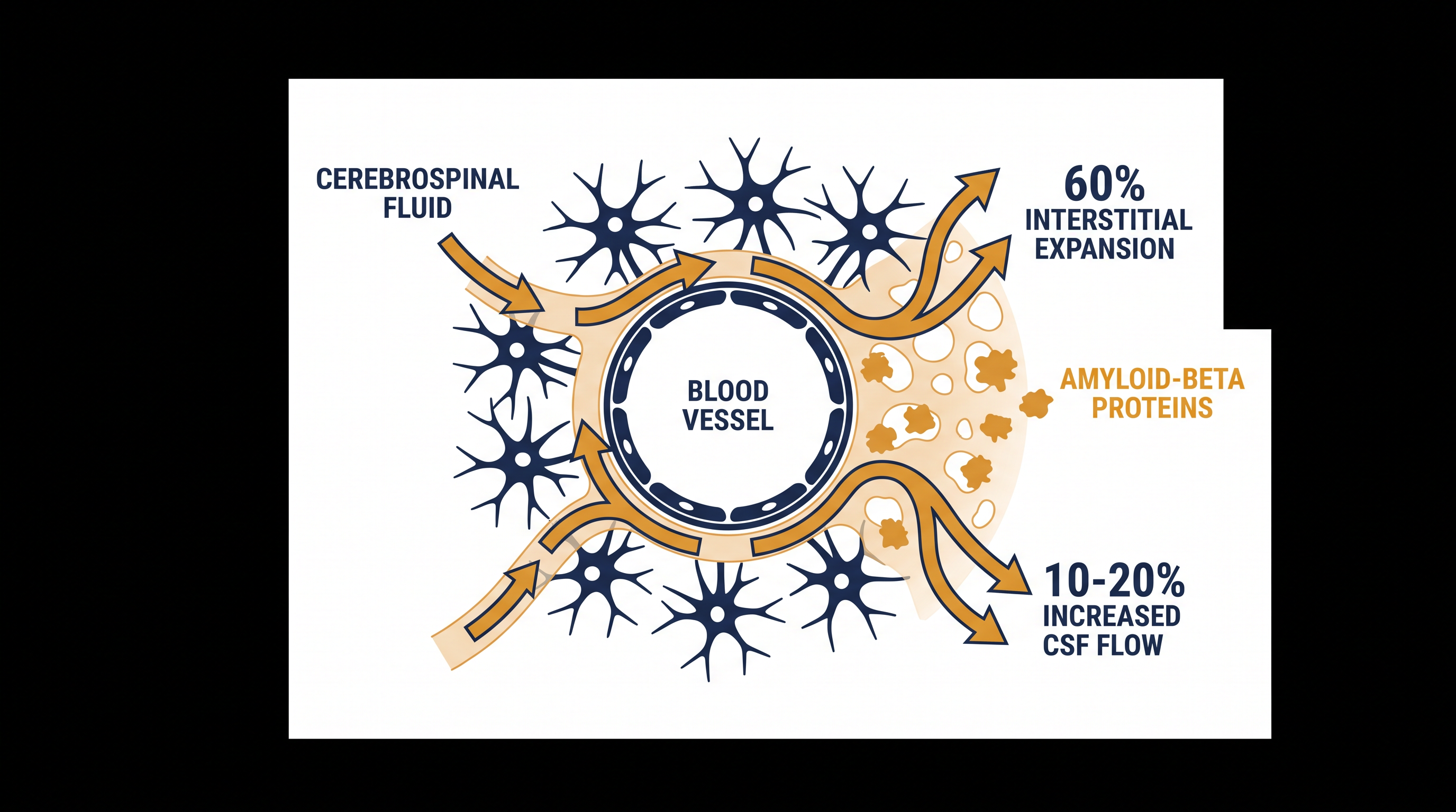 During deep sleep, the brain's interstitial space expands, allowing cerebrospinal fluid to wash away metabolic waste.