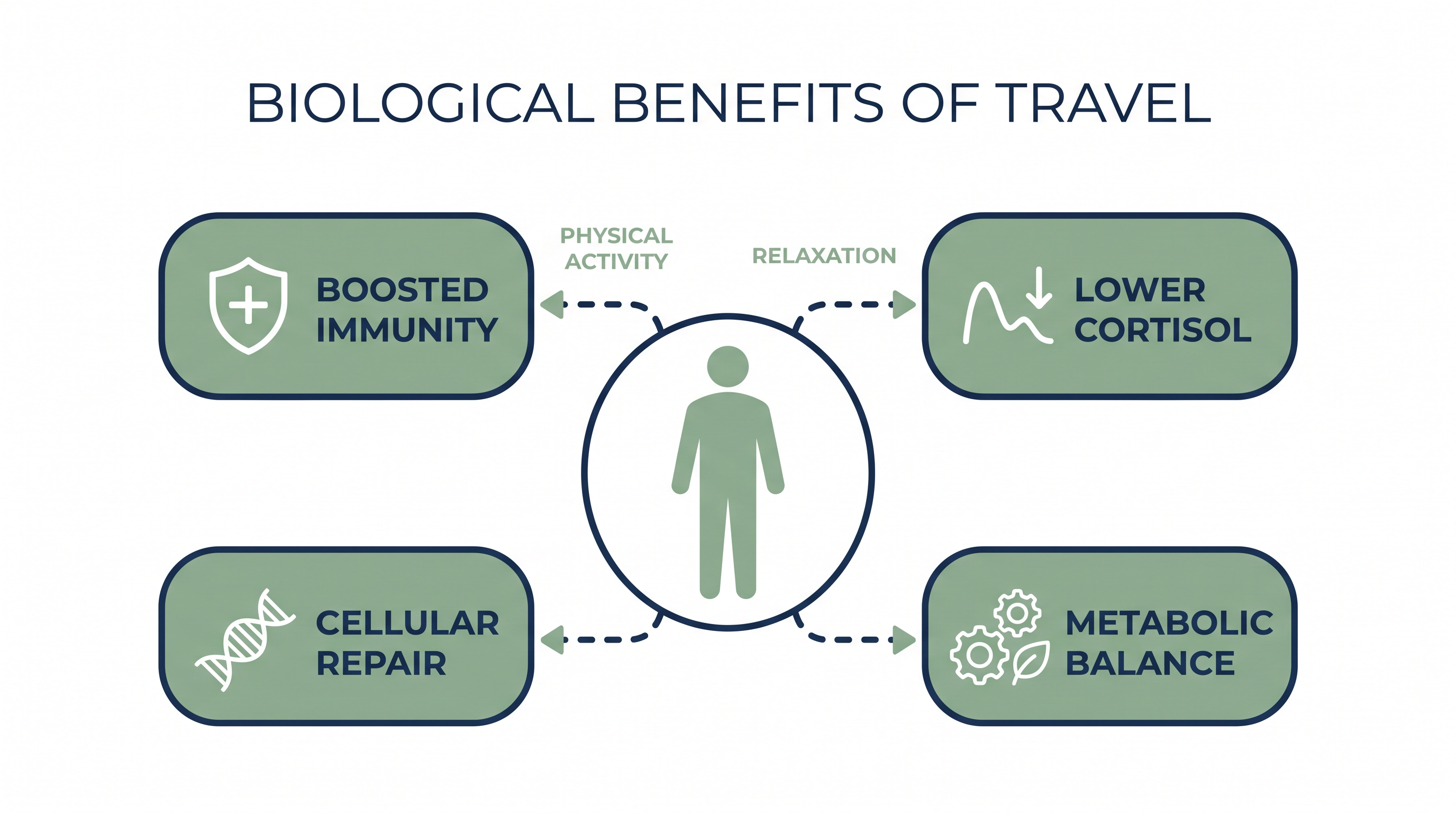 Positive travel experiences trigger a cascade of physiological responses that enhance the body's self-healing mechanisms.