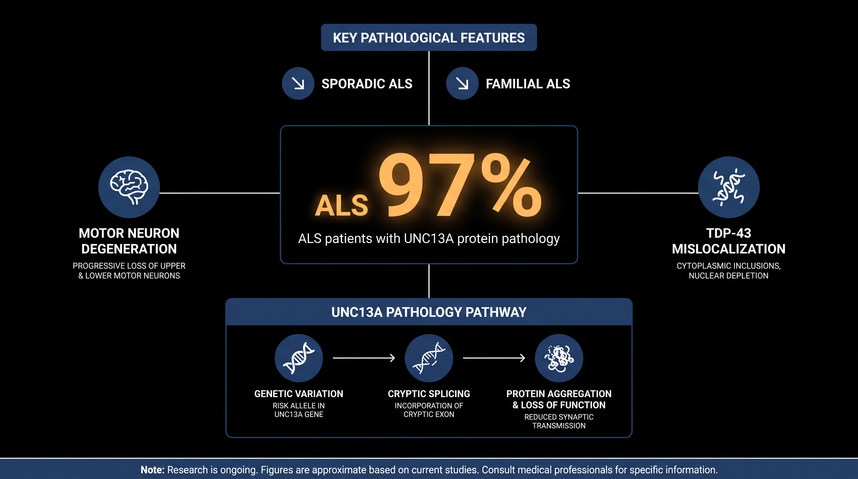 The UNC13A protein is now considered one of the most promising drug targets for the vast majority of ALS patients.