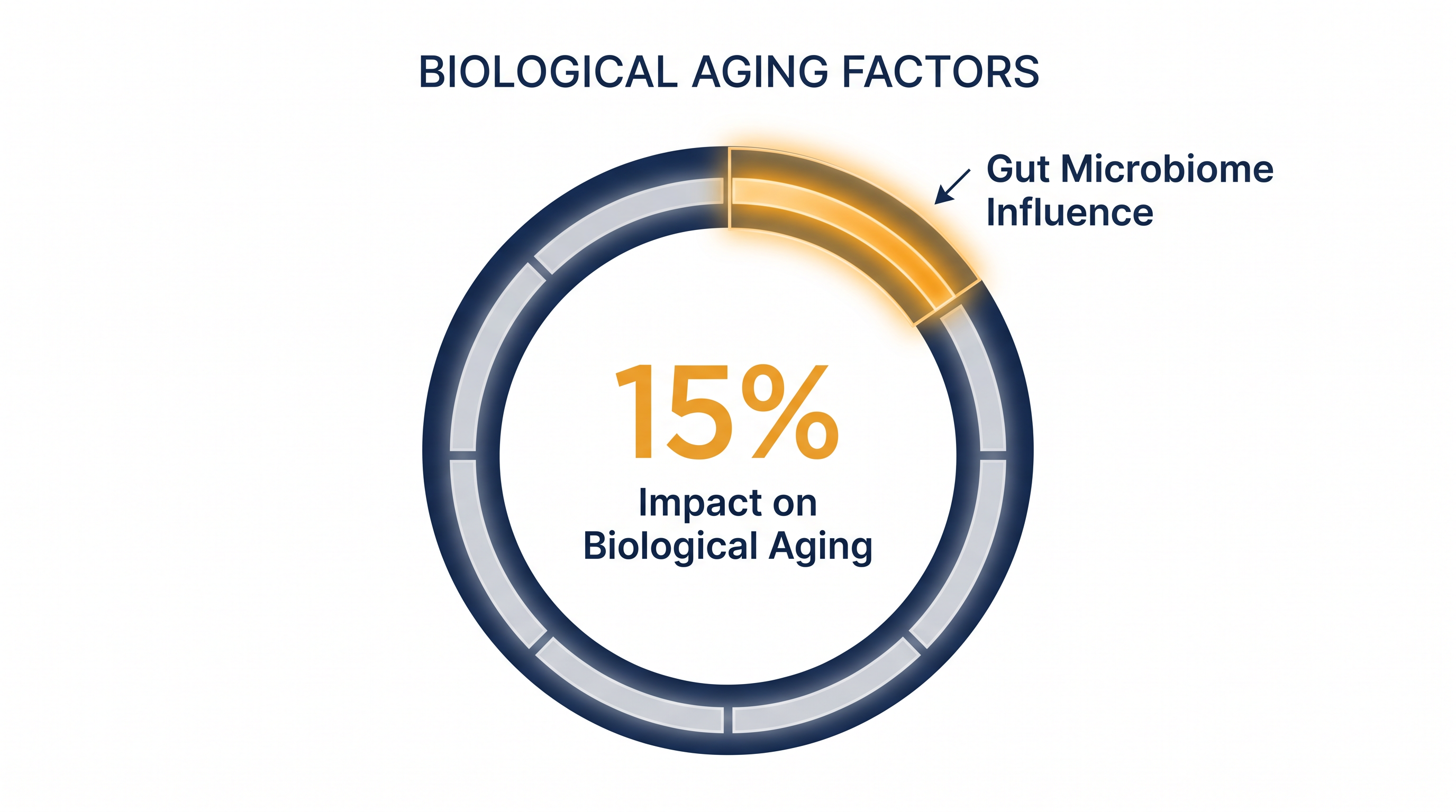 Variations in gut bacterial composition account for 15% of the difference in biological aging rates.