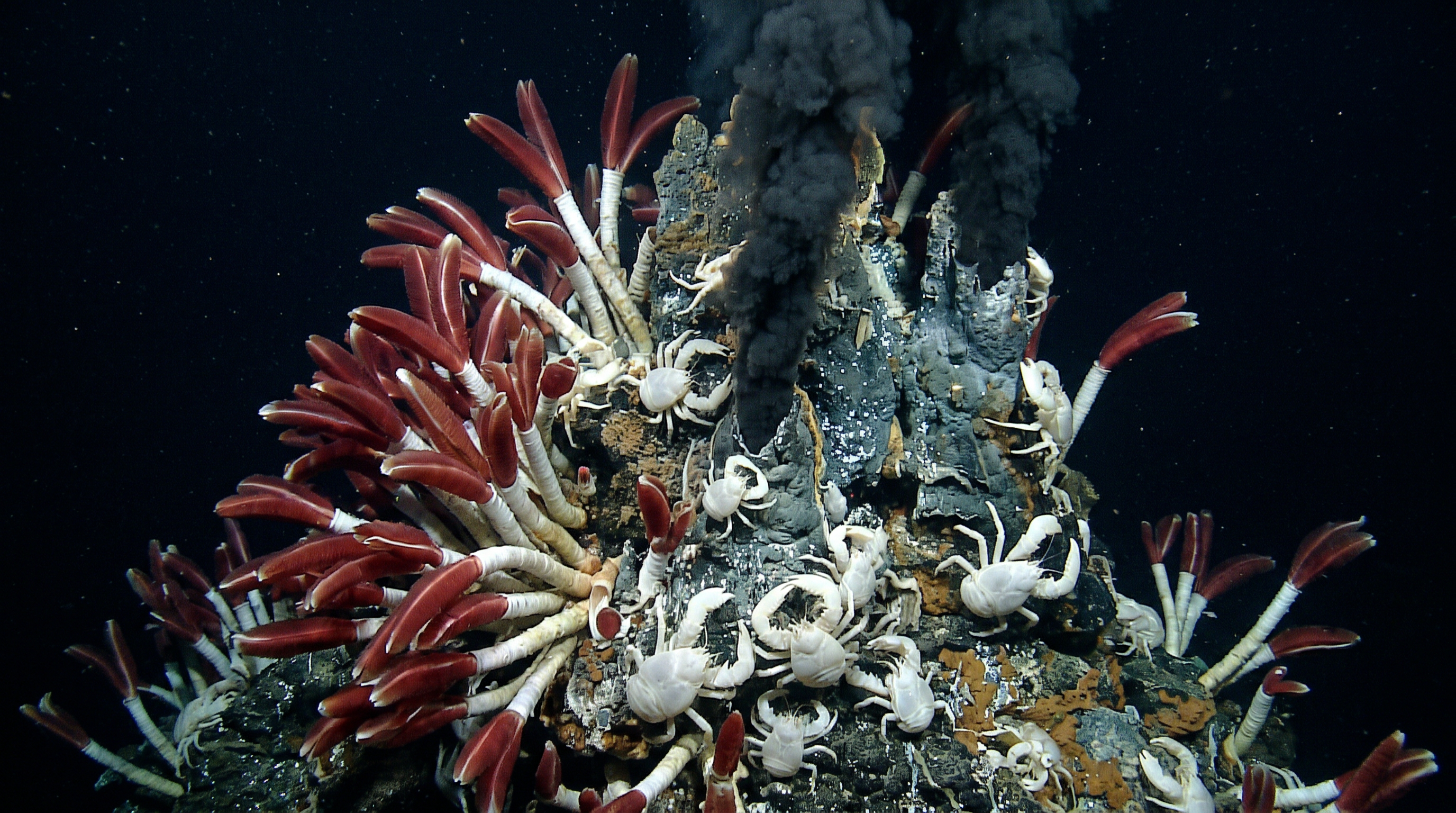 Marine genetic resources from deep-sea organisms are highly sought after by pharmaceutical and biotechnology companies.