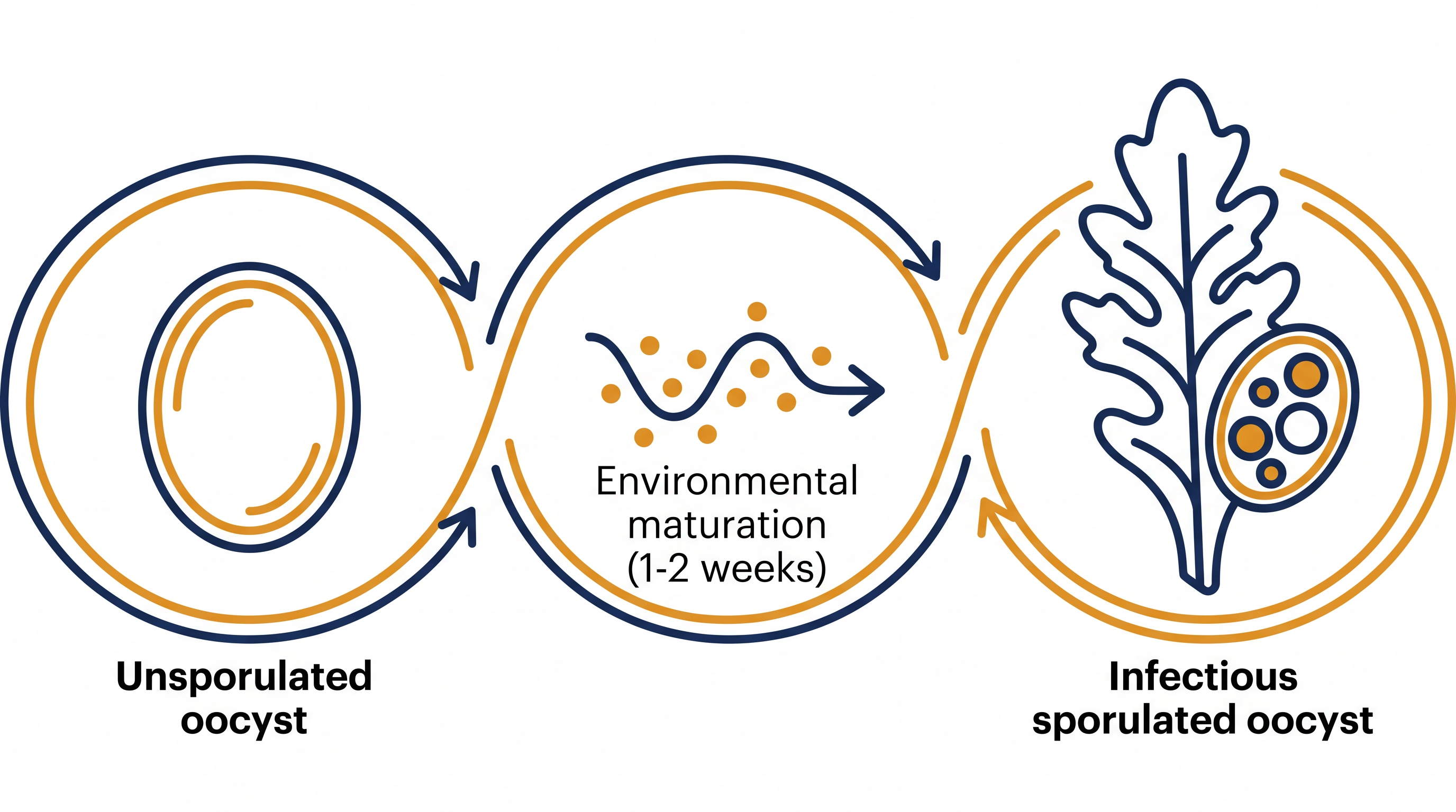 The parasite requires one to two weeks in the environment to become infectious.