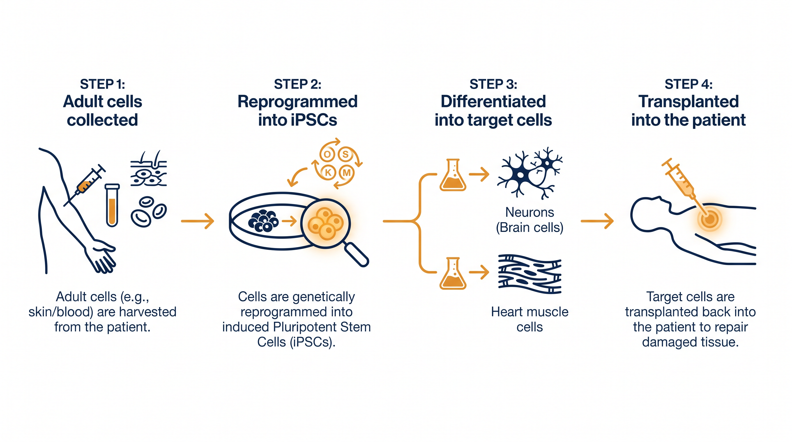 How adult cells are reprogrammed to replace damaged tissue in the brain and heart.