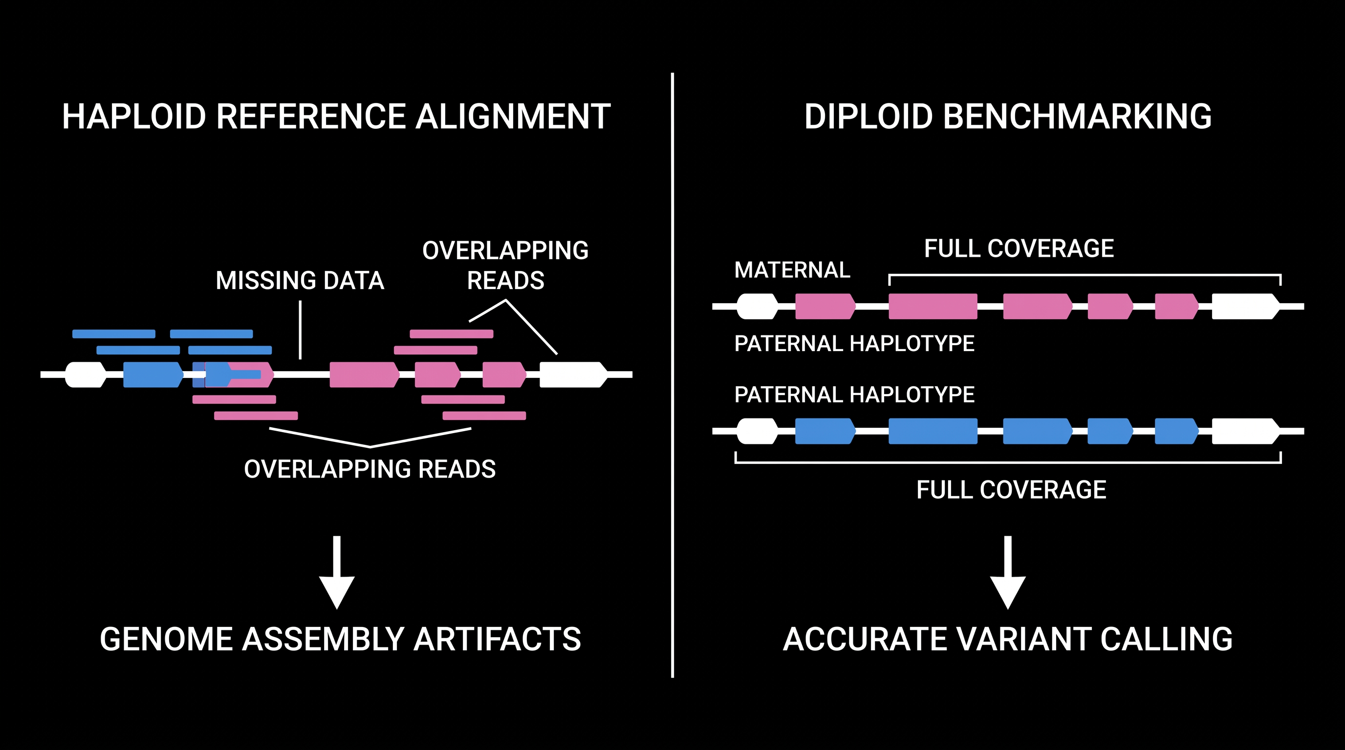 Diploid benchmarking preserves structural variations that are lost when DNA is forced into a haploid template.