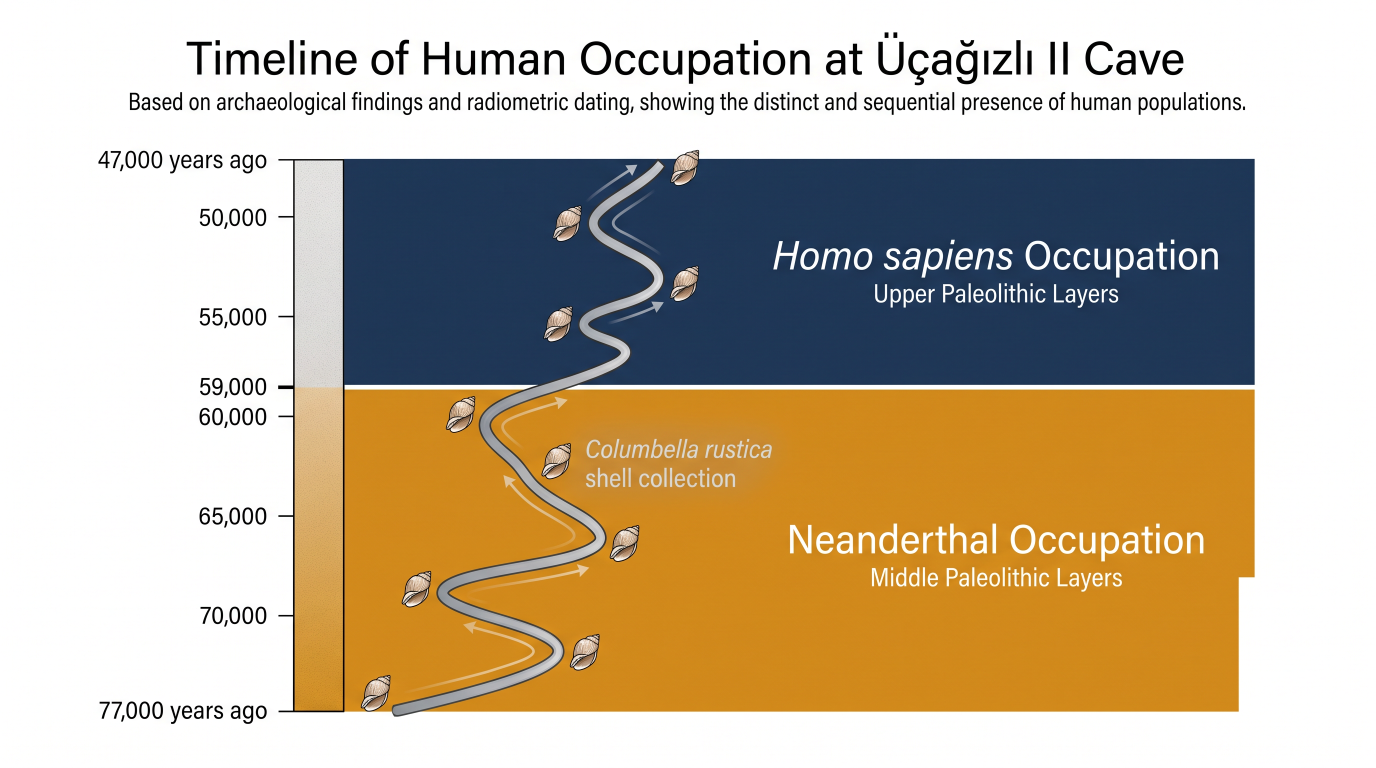 The biological turnover in the cave did not disrupt the cultural tradition of shell collection.