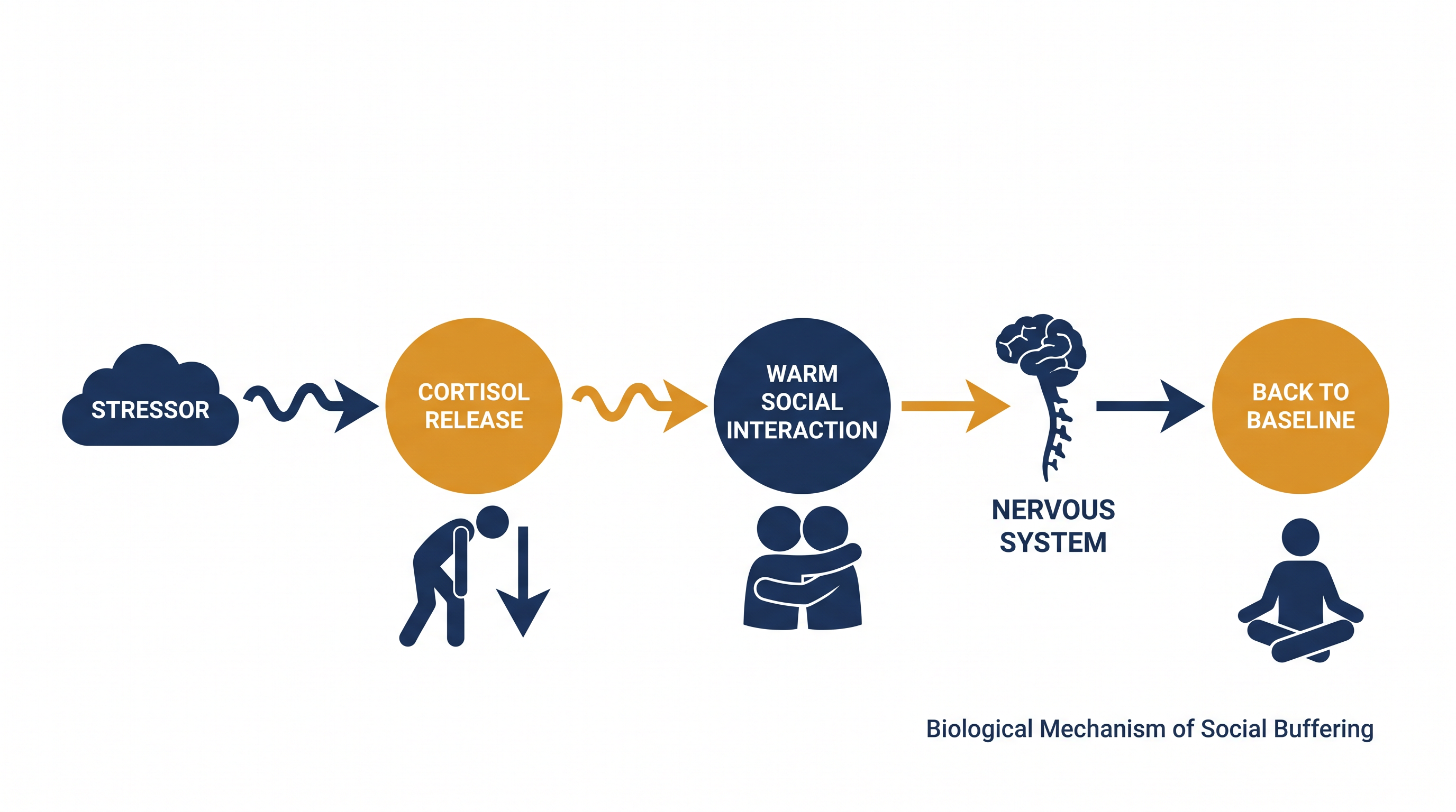 A secure relationship acts as a biological buffer, helping the nervous system clear stress hormones and prevent chronic inflammation.