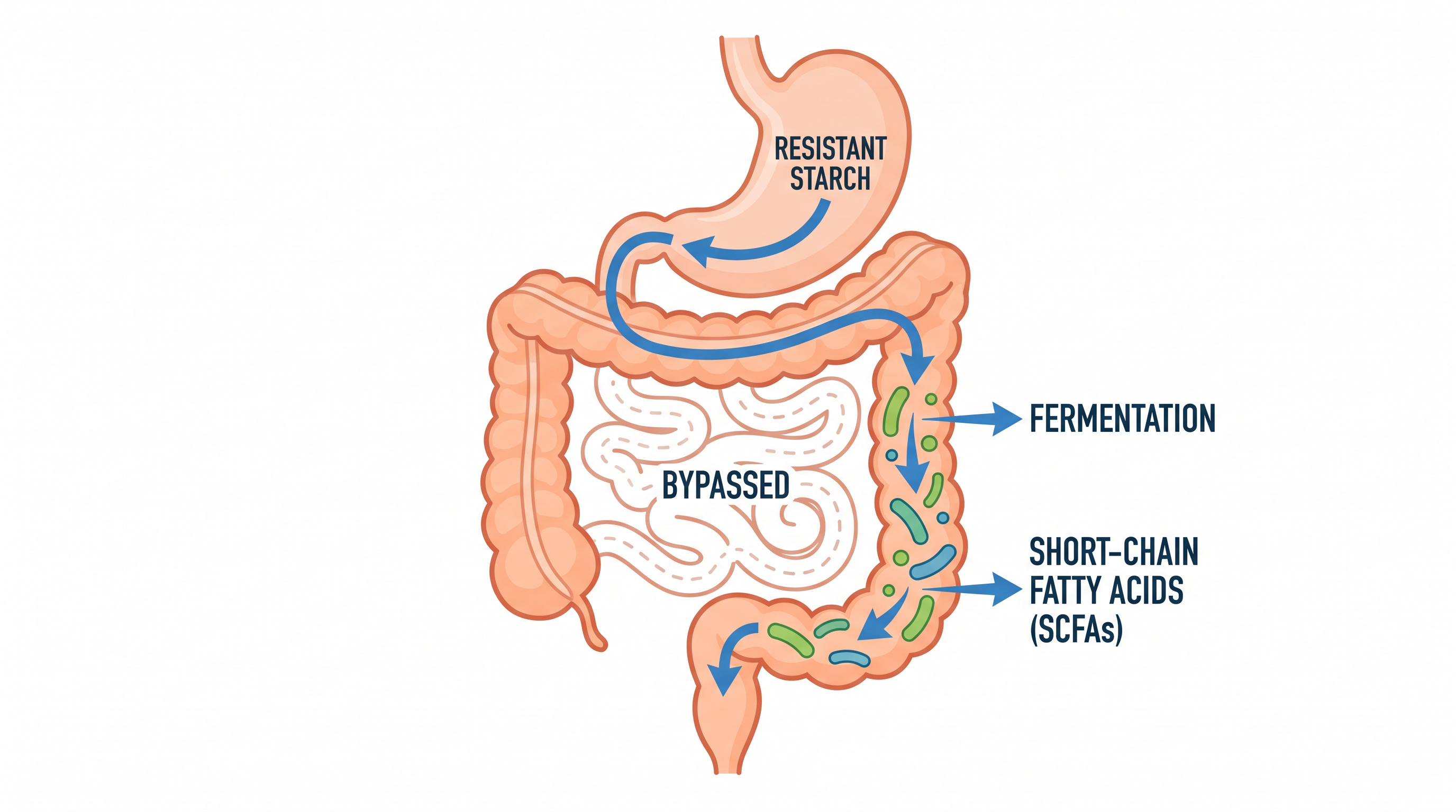 By bypassing the small intestine, resistant starch avoids spiking blood sugar and instead serves as fuel for the colon's microbiome.
