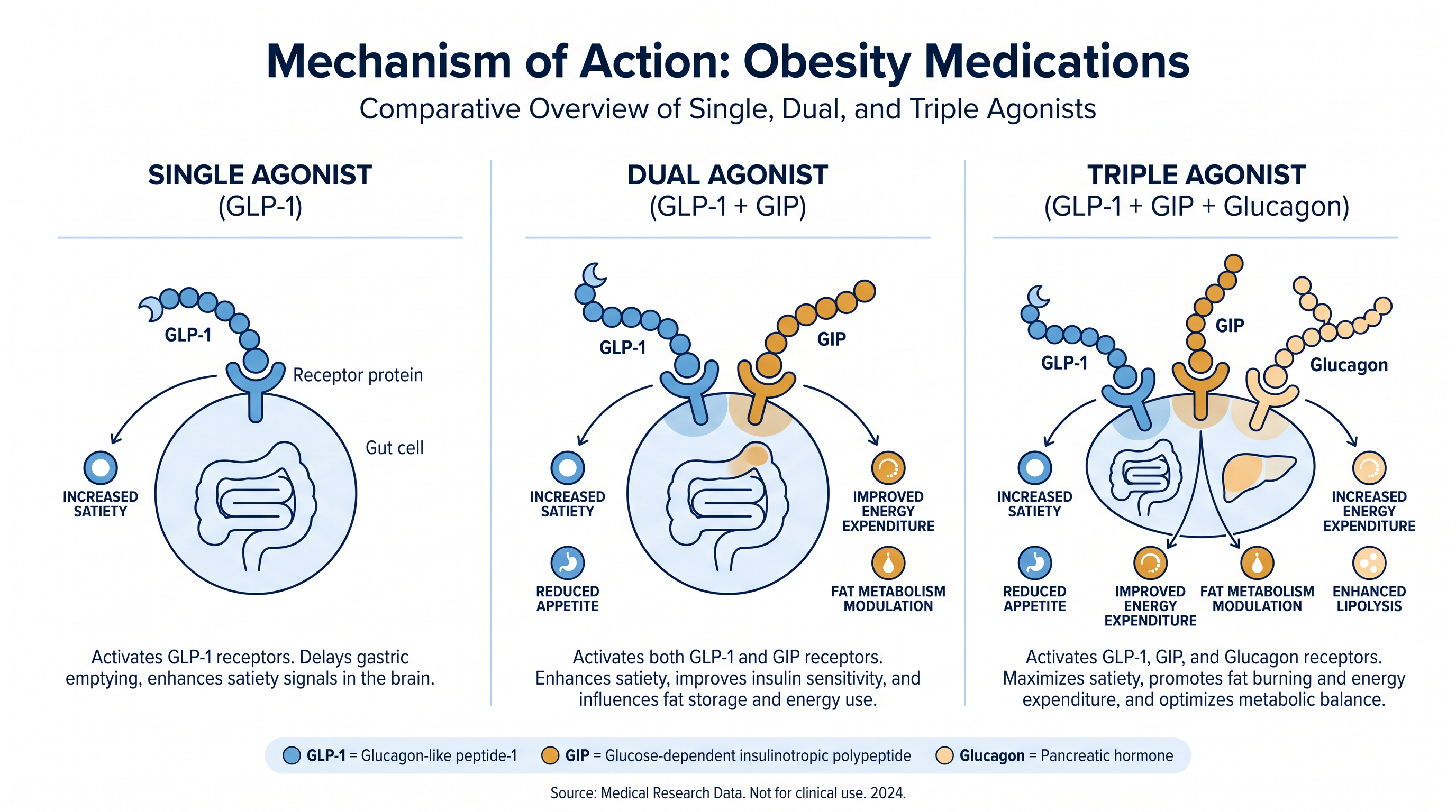 Retatrutide introduces a third mechanism—glucagon activation—which directly increases resting energy expenditure.