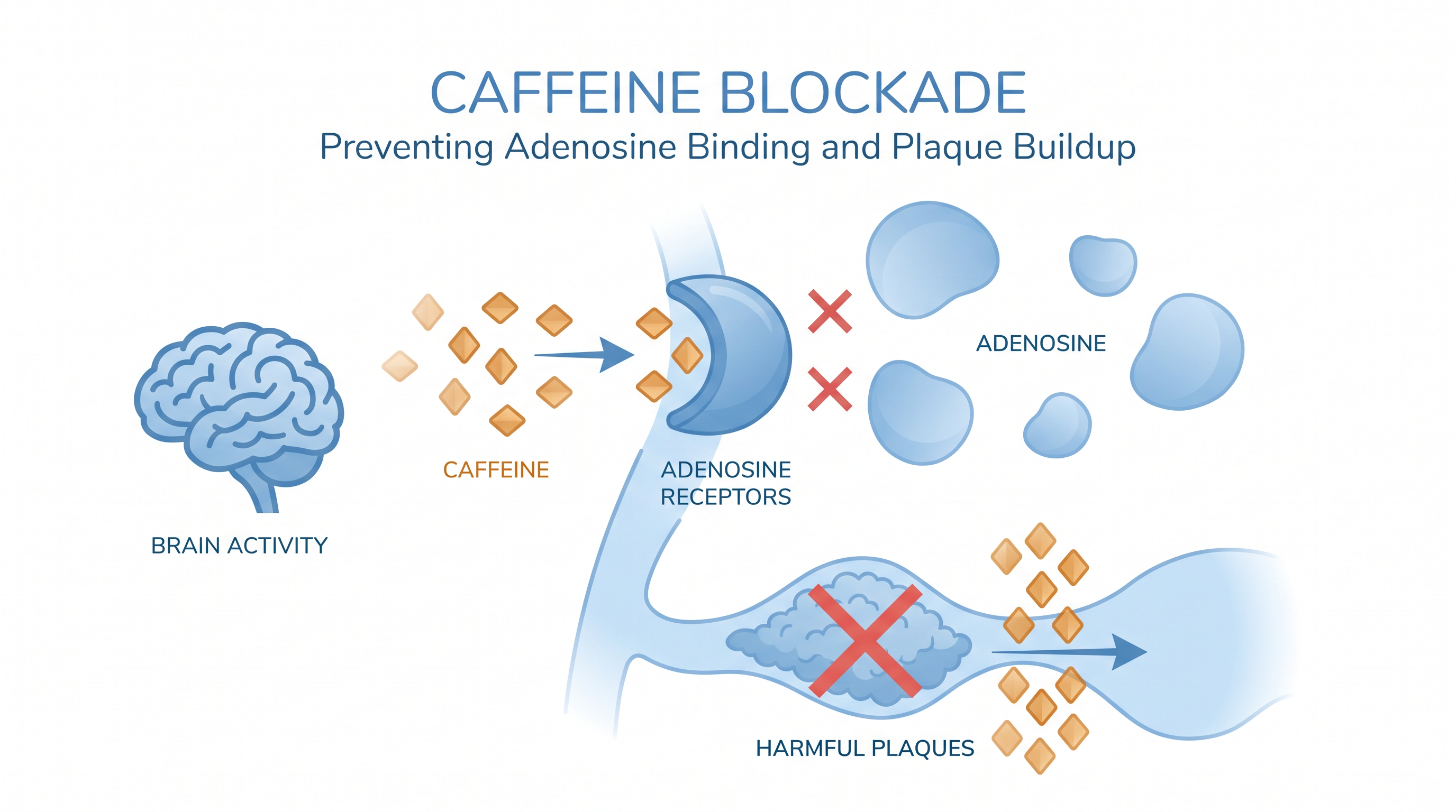 Caffeine actively blocks specific brain receptors, a mechanism believed to prevent the cellular damage that leads to dementia.
