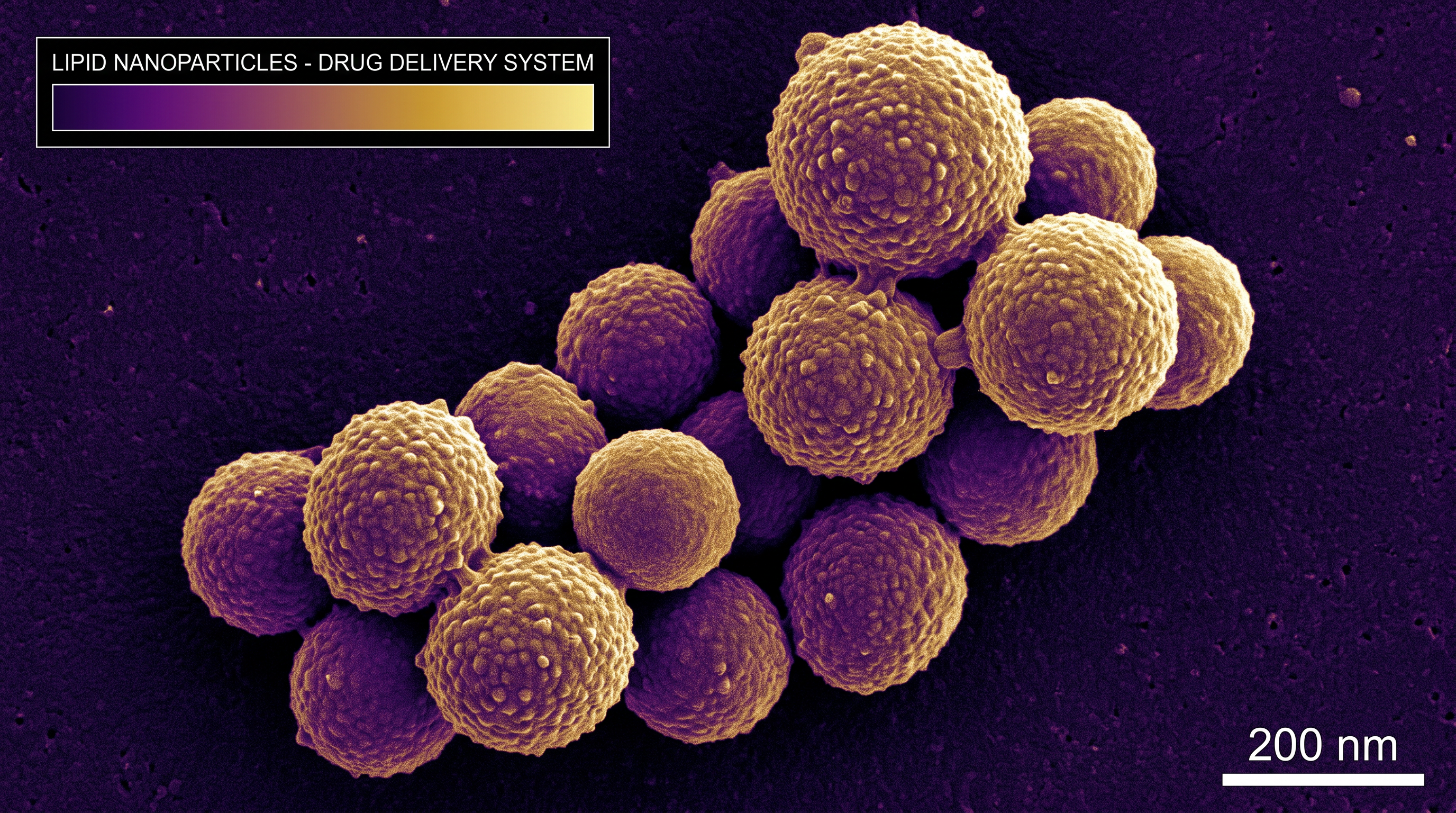 Accurate size measurements are critical for lipid nanoparticles used in drug delivery, where size dictates the capacity of the medical dose.