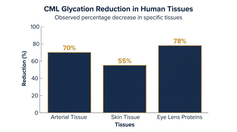 Laboratory tests showed dramatic reductions in glycation across multiple types of elderly human tissue.