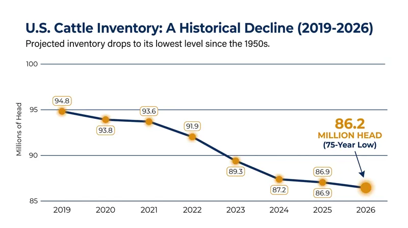 The U.S. cattle herd has contracted for several consecutive years, reaching its lowest total since 1951.