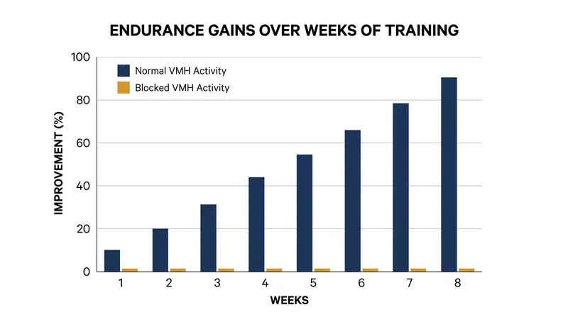 When post-workout VMH signaling is blocked, endurance improvements flatline completely.