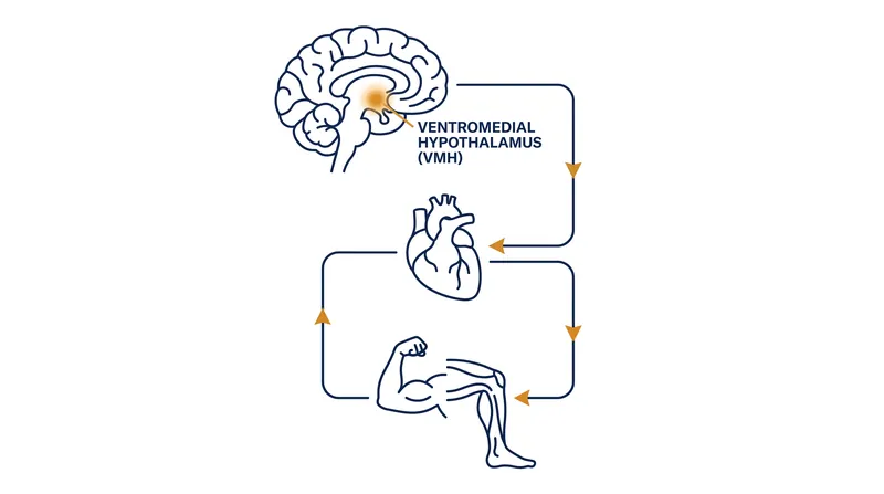 The ventromedial hypothalamus acts as the master switch, translating physical effort into physiological adaptation.