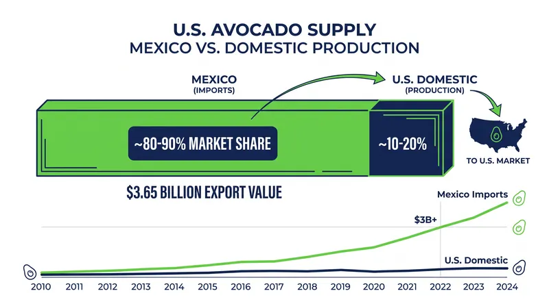 The U.S. relies heavily on Mexican imports to meet domestic avocado demand.