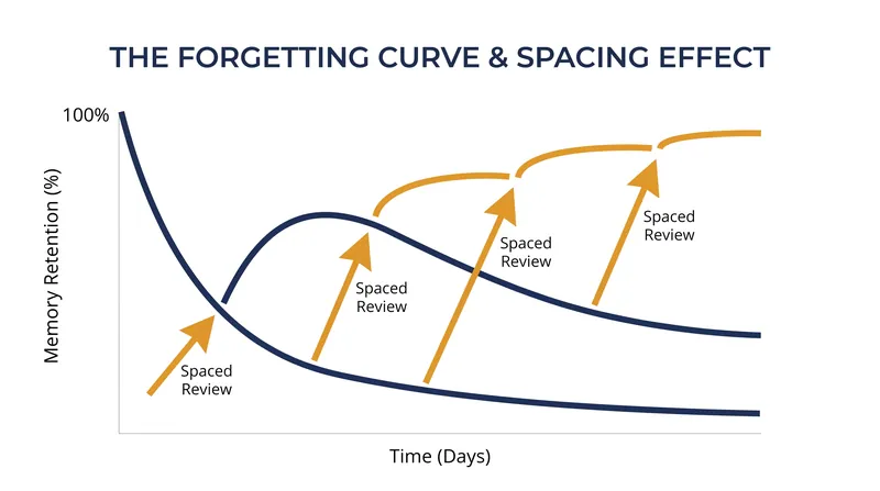 Spaced repetition interrupts the brain's natural forgetting curve, transforming fragile short-term recall into durable memory.