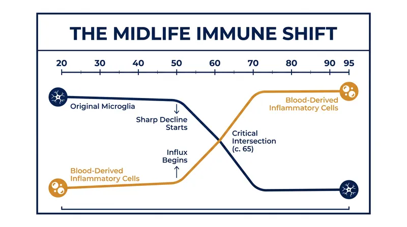 Between ages 50 and 75, the brain's original protective immune cells are steadily replaced by inflammatory cells from the bloodstream.