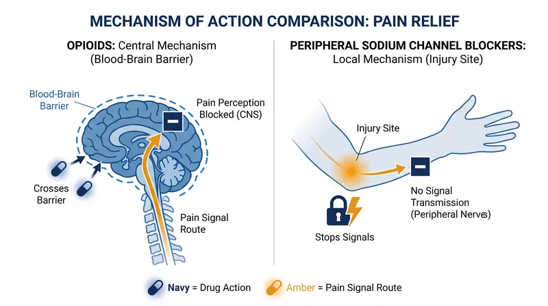Unlike opioids, NaV1.8 inhibitors do not cross into the central nervous system.