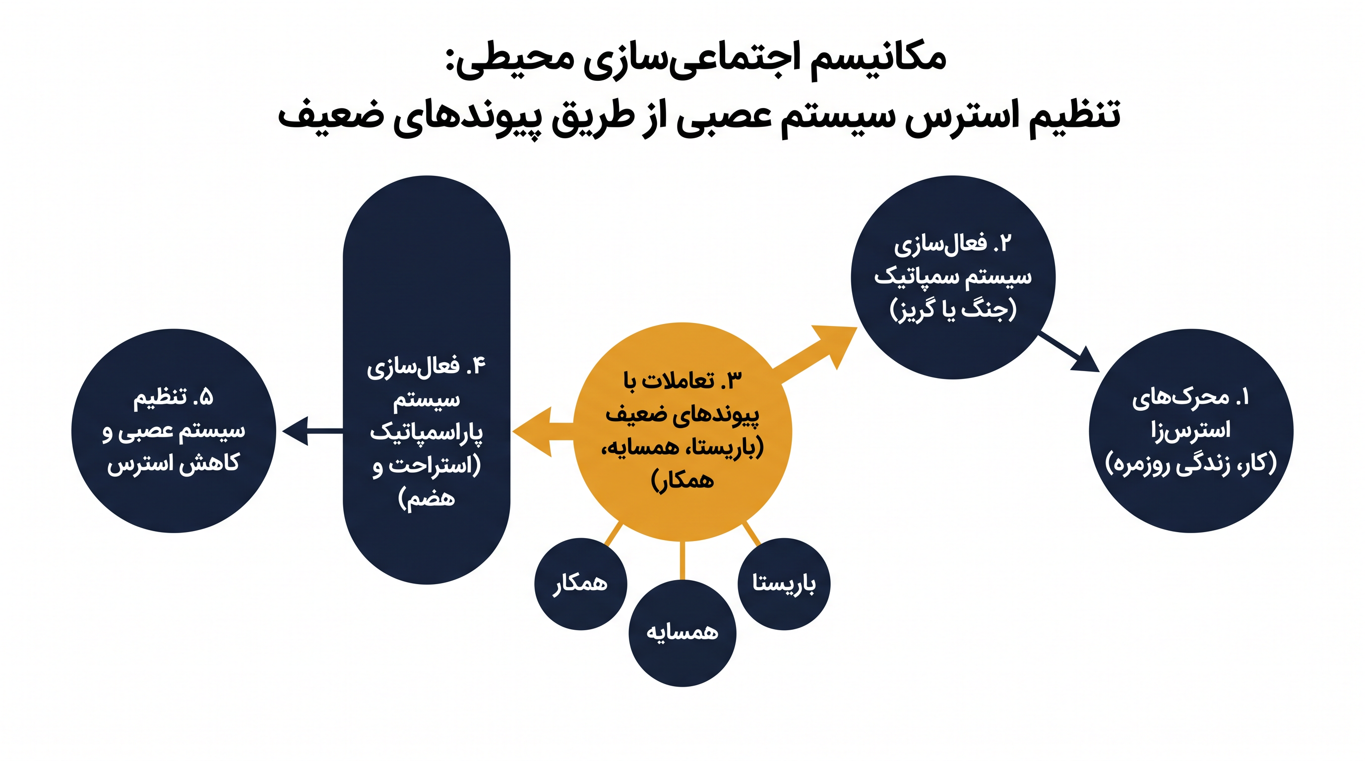 چگونه تعاملات اجتماعی کماهمیت به عنوان سپری در برابر استرس مزمن عمل میکنند.