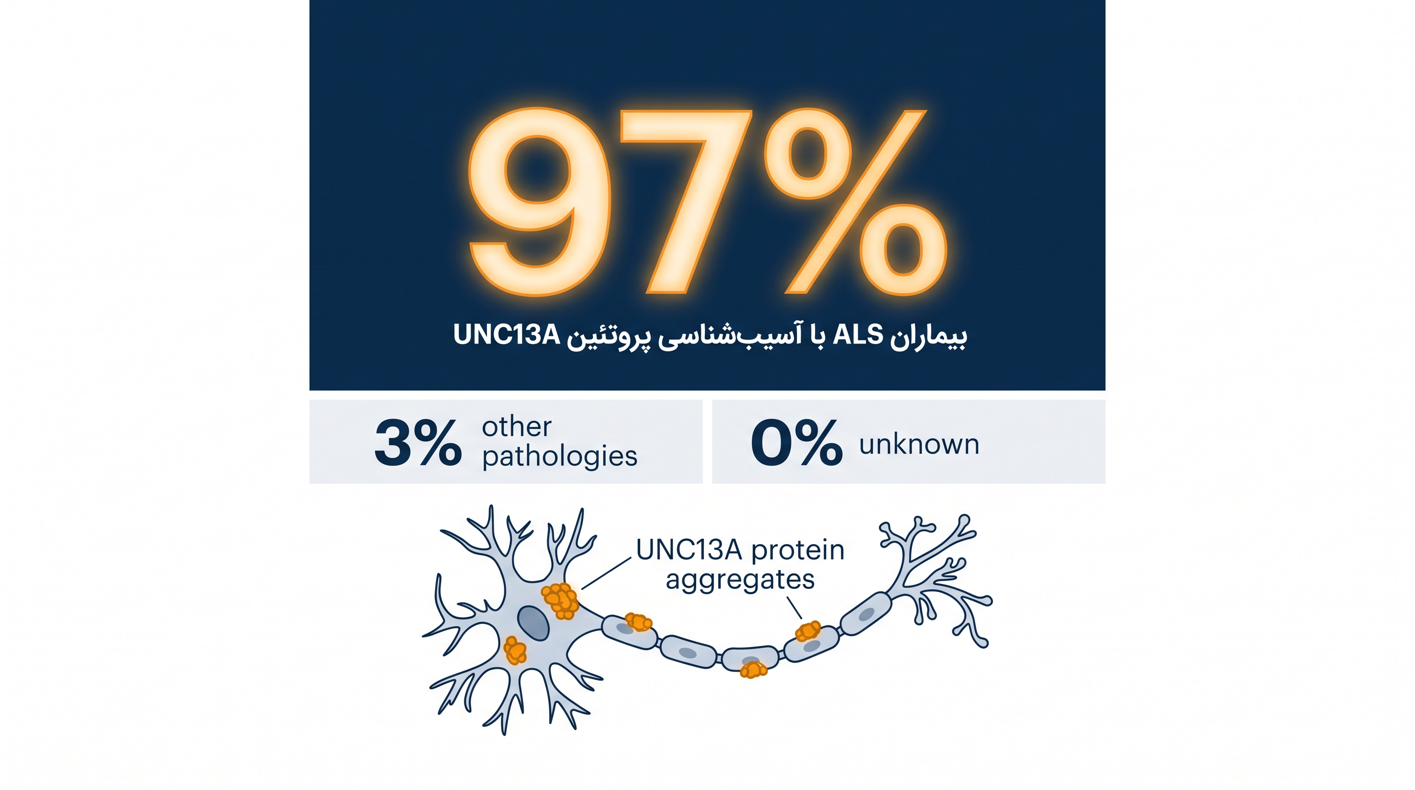 پروتئین UNC13A اکنون یکی از امیدوارکننده‌ترین اهداف دارویی برای اکثریت قریب به اتفاق بیماران ALS در نظر گرفته می‌شود.