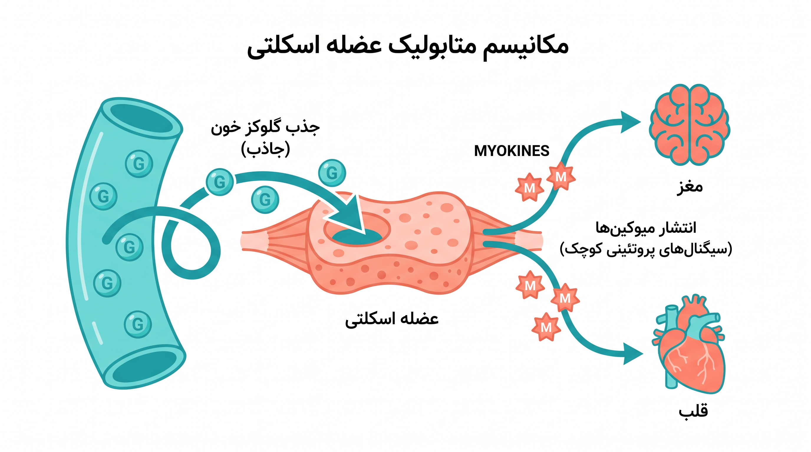 عضله اسکلتی به عنوان یک اندام متابولیک عمل میکند، گلوکز خون را پاکسازی کرده و پروتئینهای محافظی به نام میوکینها را آزاد میکند.