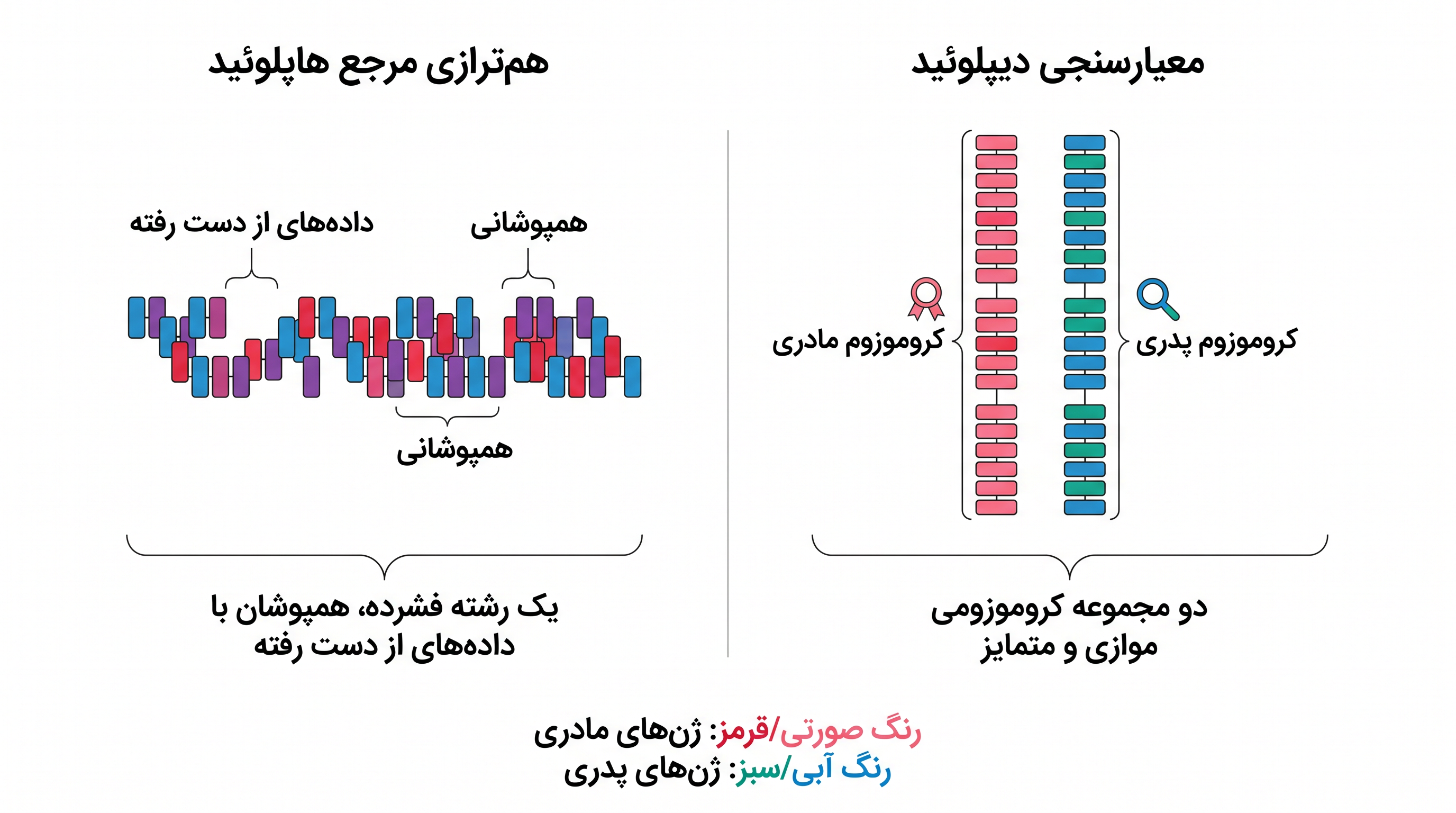 معیارسنجی دیپلوئید واریانتهای ساختاری را حفظ میکند که هنگام فشردهسازی DNA در الگوی هاپلوئید از بین میروند.