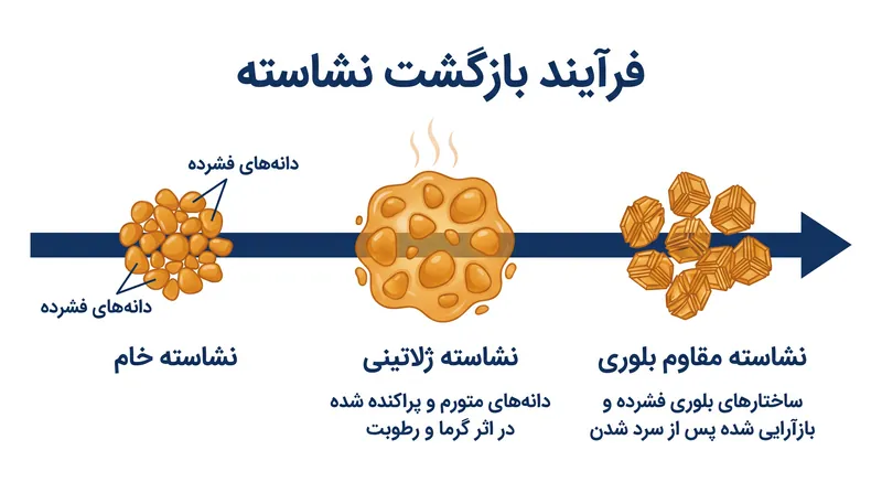 فرآیند بازگشت نشاسته، پلیمرهای نشاسته را در یک ساختار بلوری بازآرایی میکند که در برابر آنزیمهای گوارشی انسان مقاوم است.