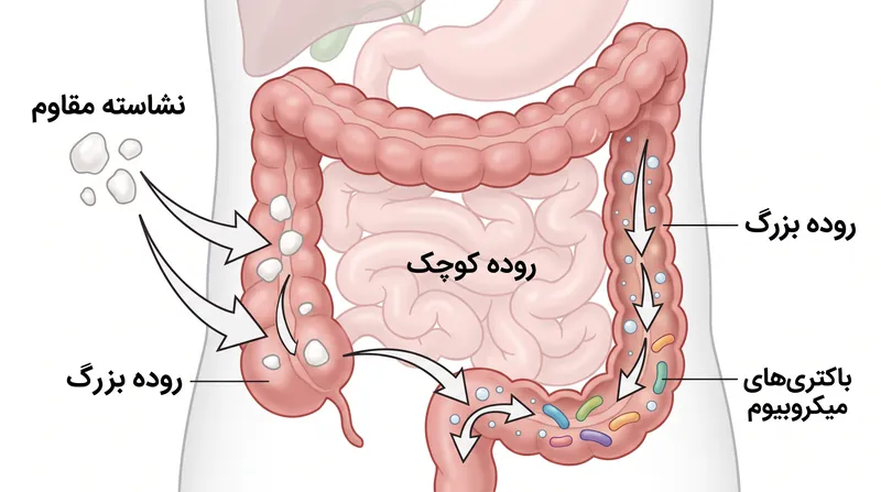 نشاسته مقاوم با دور زدن روده کوچک، از افزایش ناگهانی قند خون جلوگیری میکند و در عوض به عنوان سوخت برای میکروبیوم روده بزرگ عمل میکند.