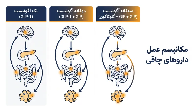 رتاتروتاید مکانیسم سومی را معرفی می‌کند—فعال‌سازی گلوکاگون—که مستقیماً مصرف انرژی در حالت استراحت را افزایش می‌دهد.