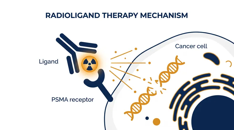 Pluvicto works by binding to the PSMA protein on prostate cancer cells and delivering targeted beta radiation.