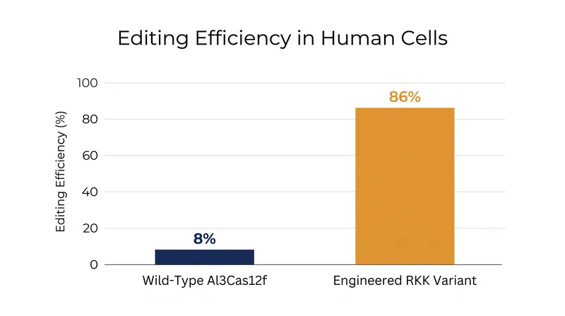 The engineered RKK variant demonstrated a massive leap in editing efficiency compared to the naturally occurring enzyme.