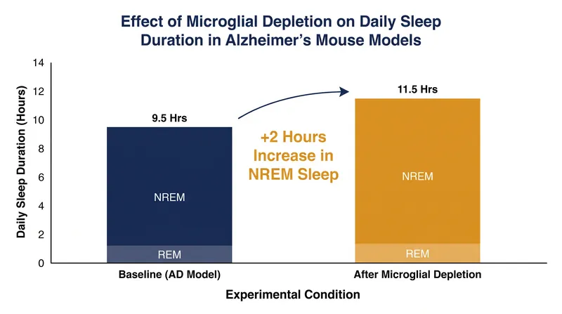 Depleting overactive microglia restored more than two hours of restorative NREM sleep per day in animal models.