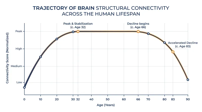 Neural efficiency actively increases until age 32, after which the brain's architecture stabilizes into adulthood.