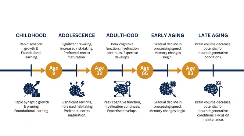 The five eras of brain development and their corresponding structural turning points.