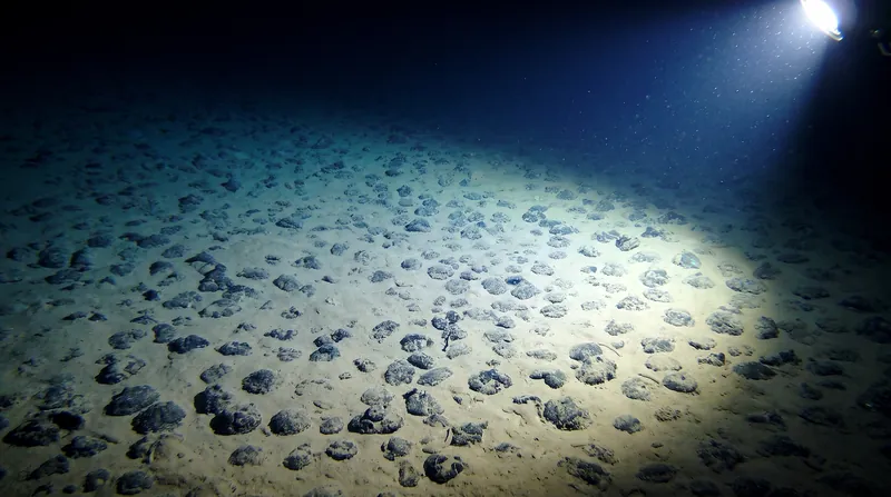 Polymetallic nodules on the abyssal plain contain high concentrations of cobalt, nickel, and manganese.