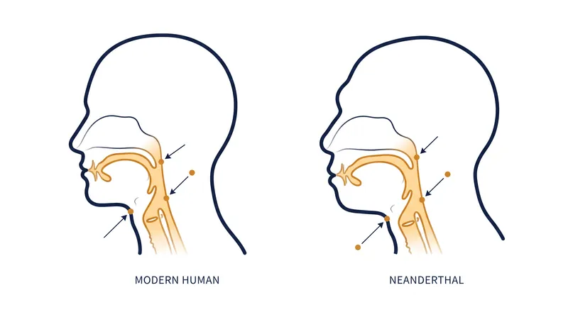 The discovery of Neanderthal hyoid bones demonstrated they had the physical vocal tract required to articulate complex sounds.