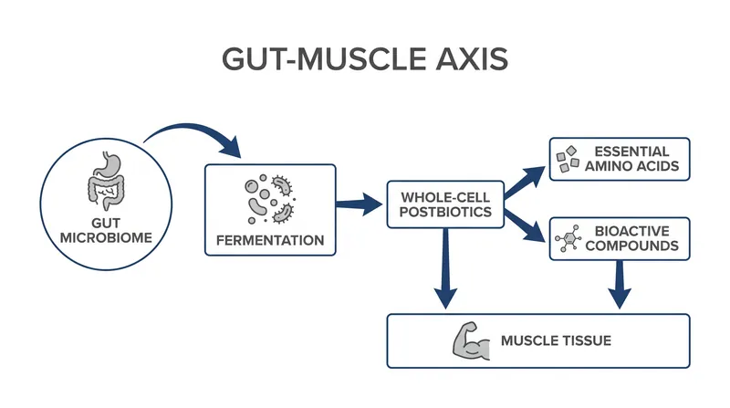 Whole-cell postbiotics may offer benefits beyond amino acids by supporting the gut-muscle axis.