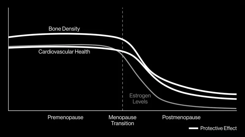 The steep drop in hormones during menopause acts as a systemic accelerator for whole-body aging.