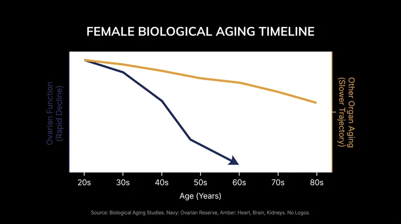 Ovaries age at roughly twice the rate of other human tissues, acting as a biological pacemaker for systemic decline.
