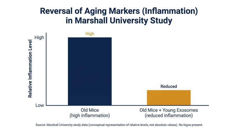 Transferring young gut exosomes significantly reduced age-related inflammation in older subjects.
