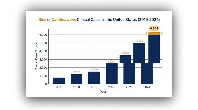 Clinical cases of Candida auris have risen steadily in the U.S. over the past decade, though the rate of increase has slowed recently.